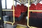 VDL Citea LLE 120.225